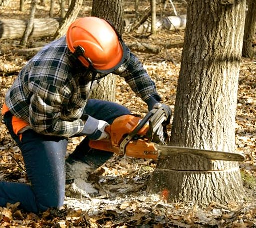 Tree Removal in South Carver, MA